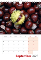 Picture of Spiral Calendar S13 Red