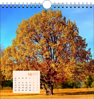 Picture of Spiral Calendar Q12 Orange