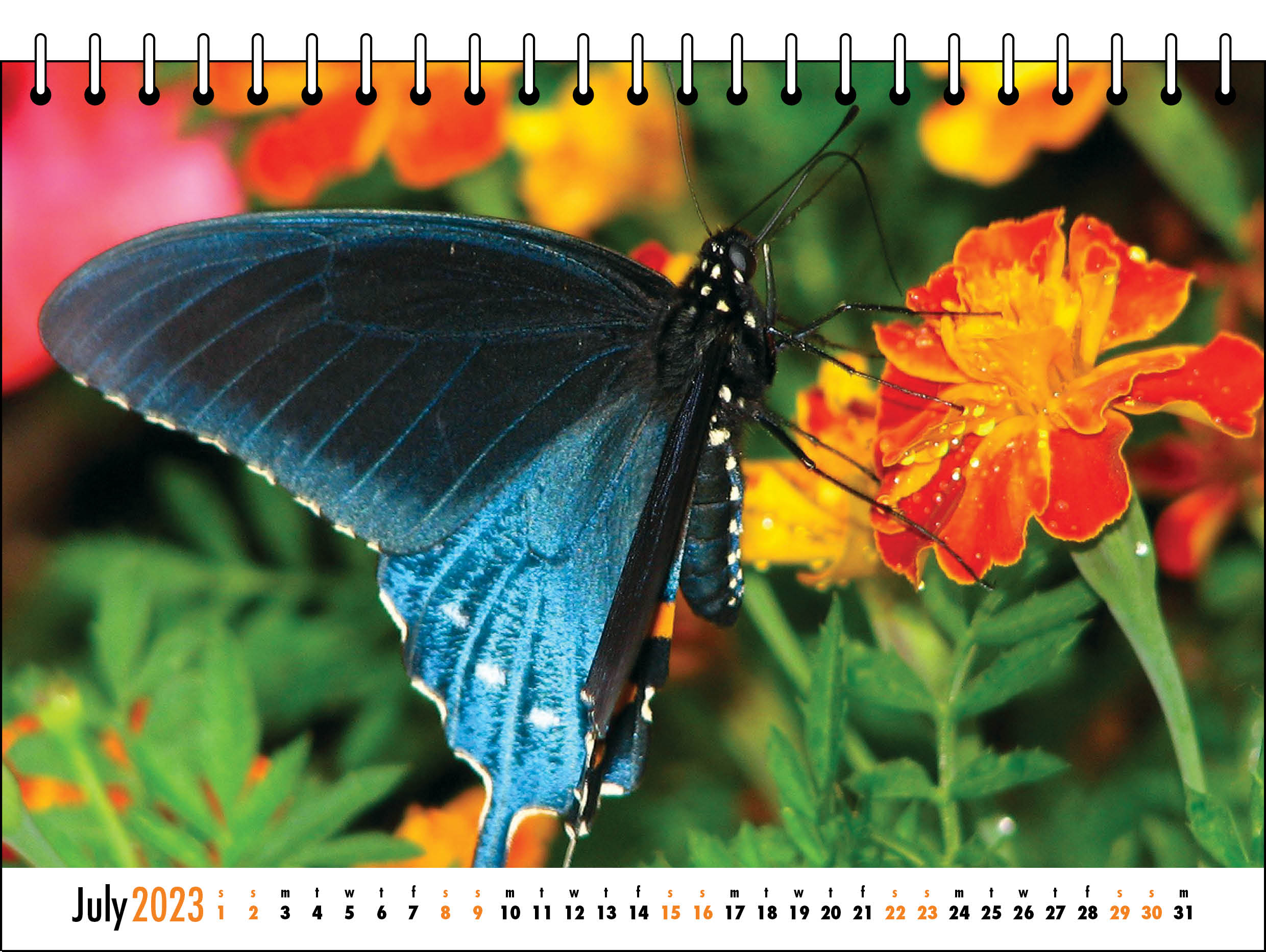 Picture of Desk Calendar D02 Orange